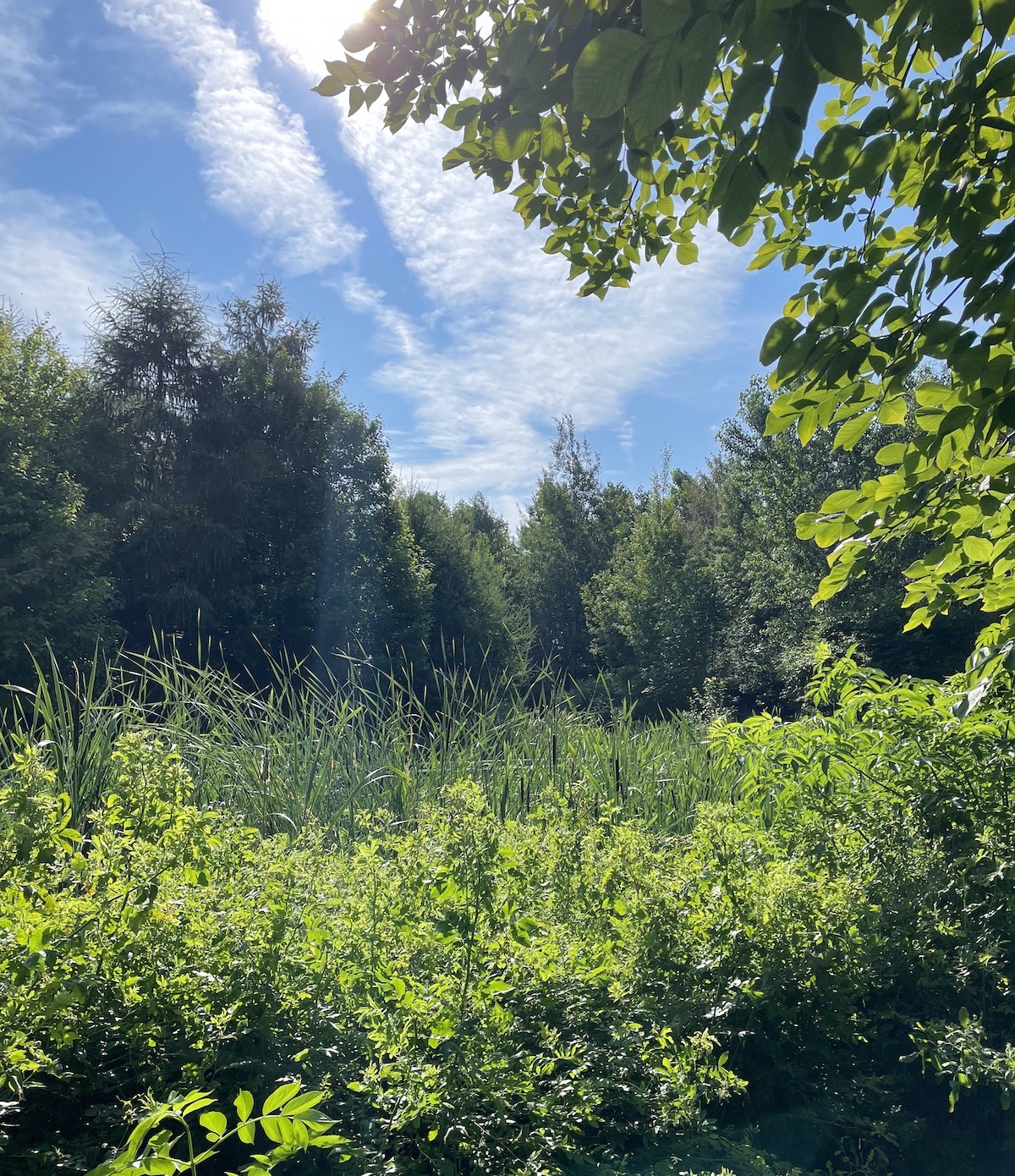 The green vegetation of Corktown Common, run riot under a bright blue summer sky. It looks like a jungle, far from any city.